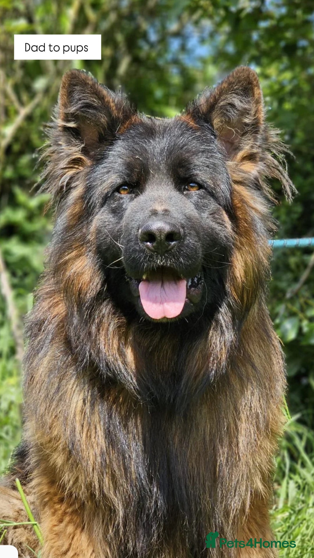 German Shepherd dogs for sale: BIG BONDED, LONG HAIRED GSD PUPPYS  - Image 5