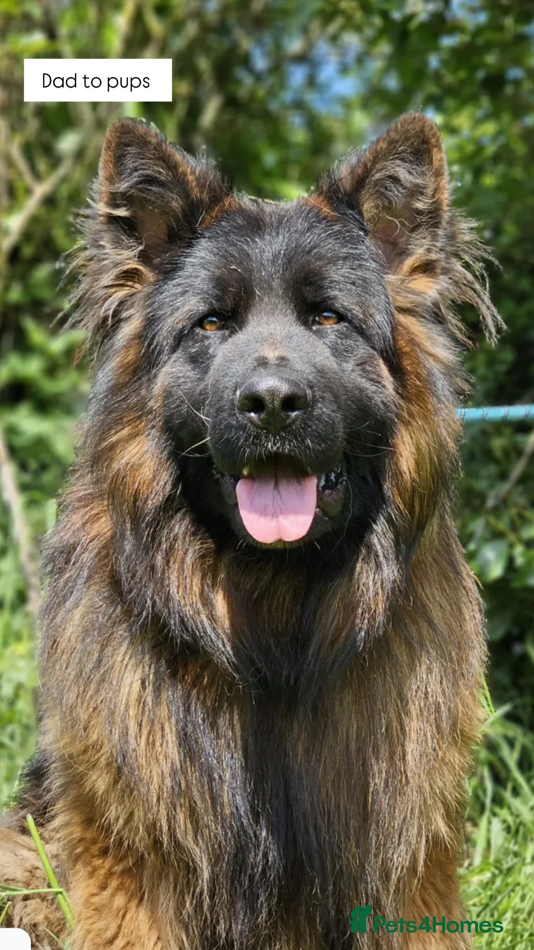 German Shepherd dogs for sale: WAITING LIST 2026 BIG BONDED, LONG HAIRED PUPPYS  - Advert 3
