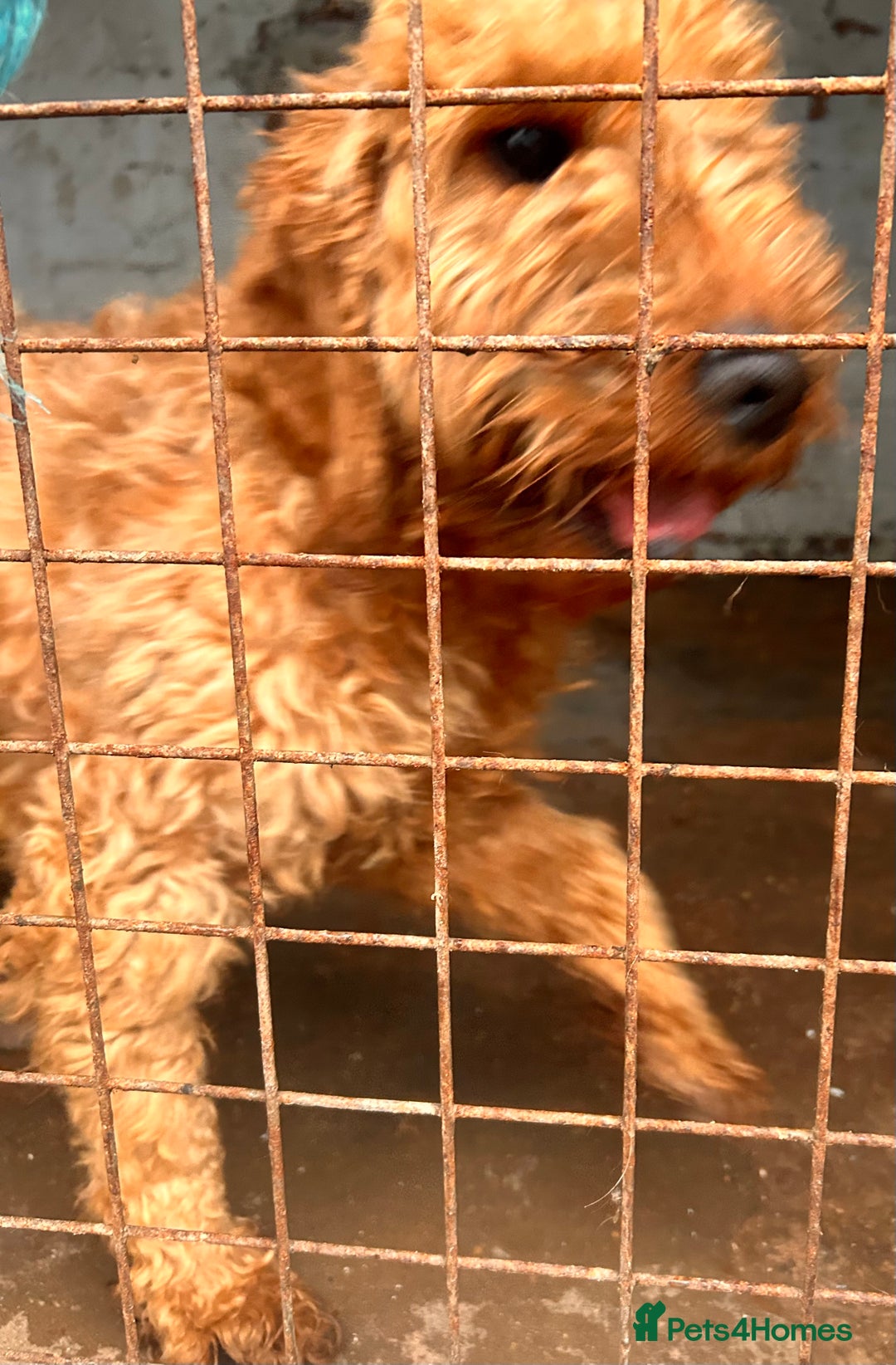 Cockapoo dogs for sale: Beautiful F1 cockapoo Waffle - Advert 3