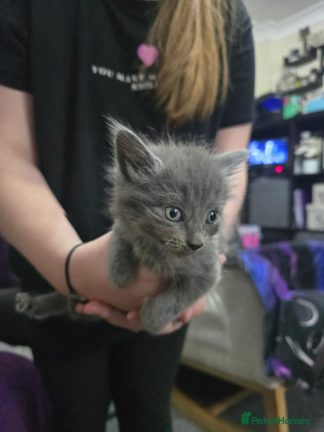 Mixed Breed cats for sale: 3 beautiful kitten  - Advert 6