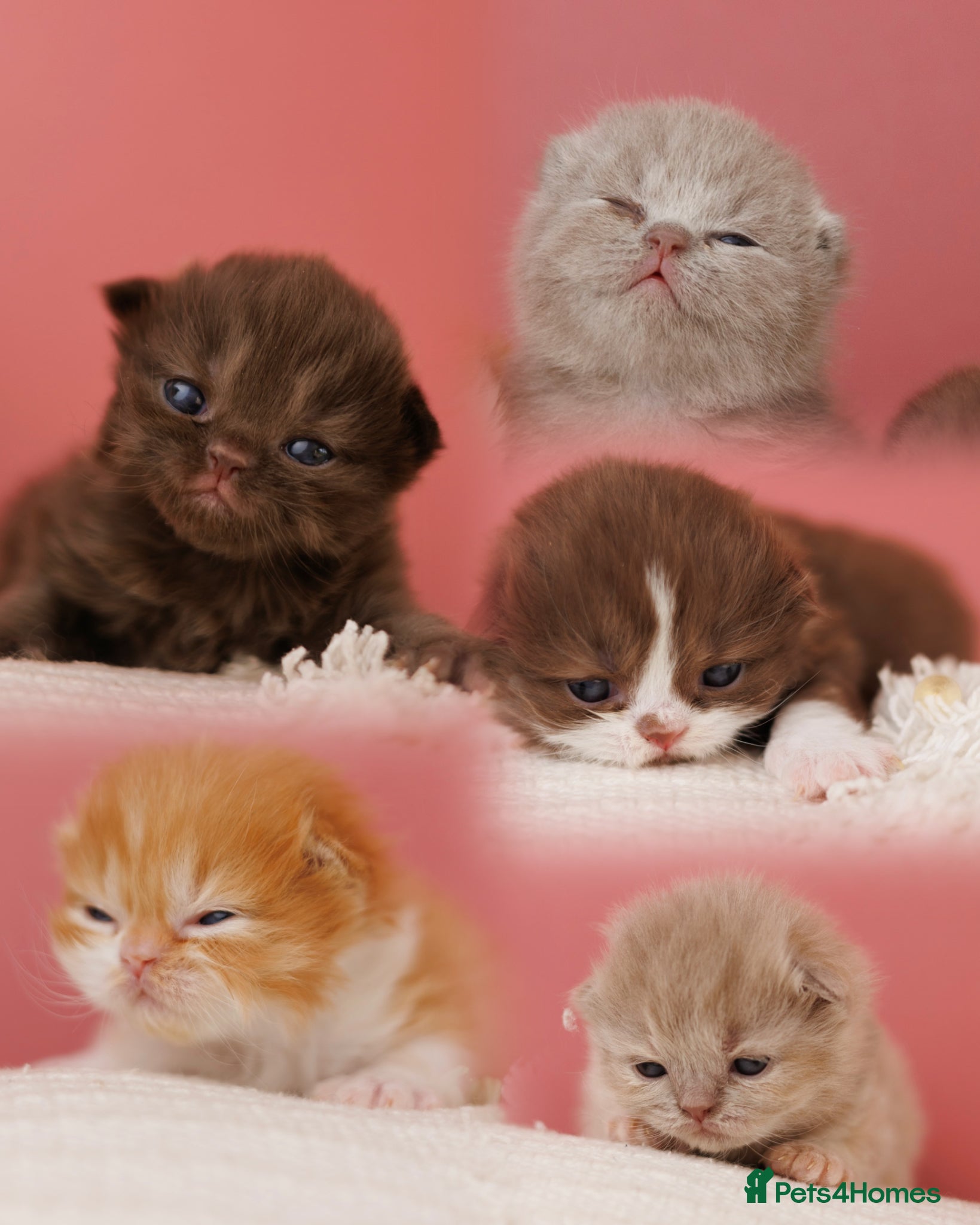 British Shorthair cats British Short Long-haired Choco Brown fawn Kittens - Advert 10