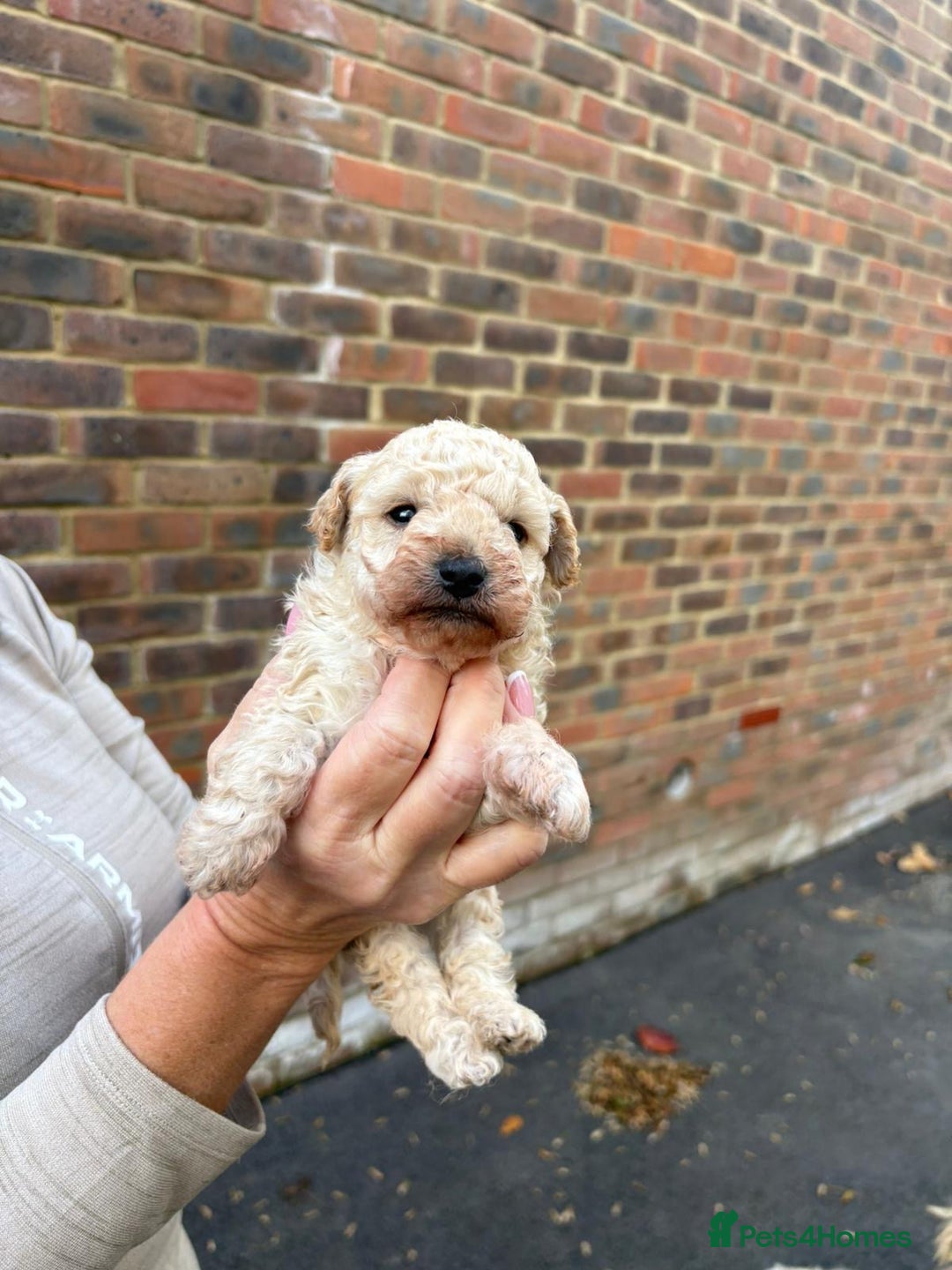 Toy Poodle dogs for sale: Toy Poodle Pups with Lovely Temperaments - Image 7