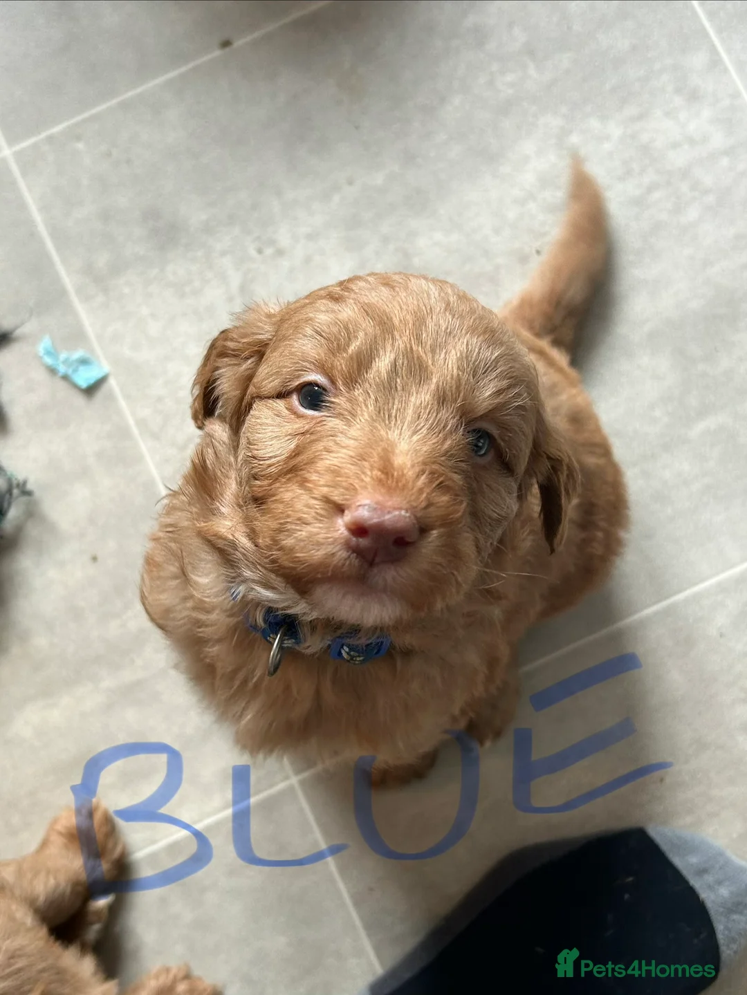 Mixed Breed dogs for sale: Red doodles - Advert 11