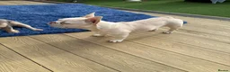 French Bulldog dogs for sale: Beautiful  French Bulldog Puppy - Advert 10