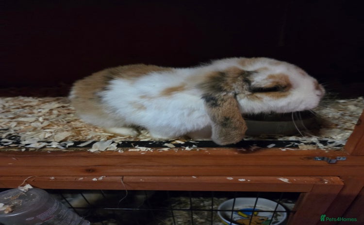 Mini Lop rabbits - Advert 1