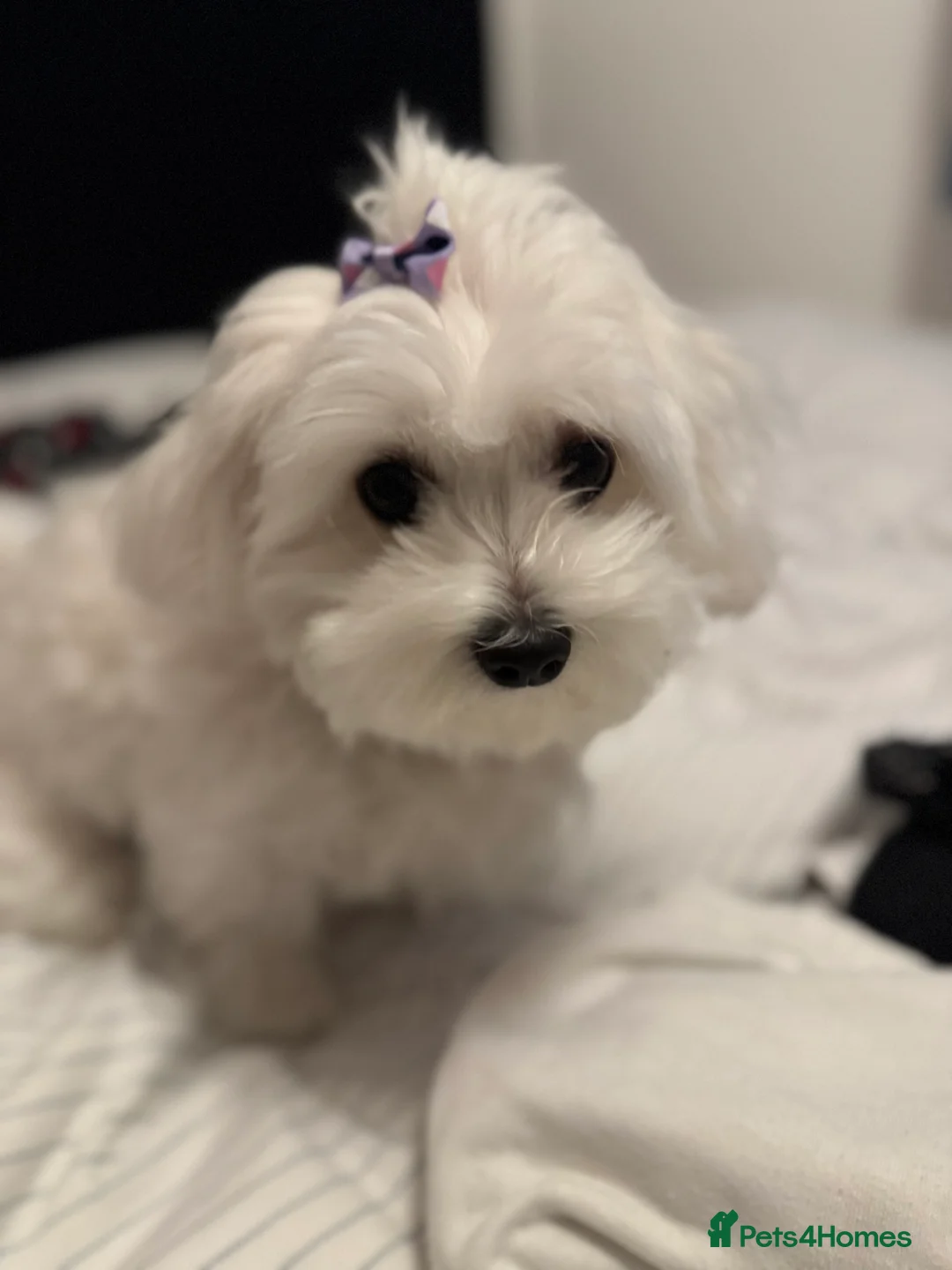 Maltese dogs for sale: Lily - 5 generation KC registered Maltese - Advert 5