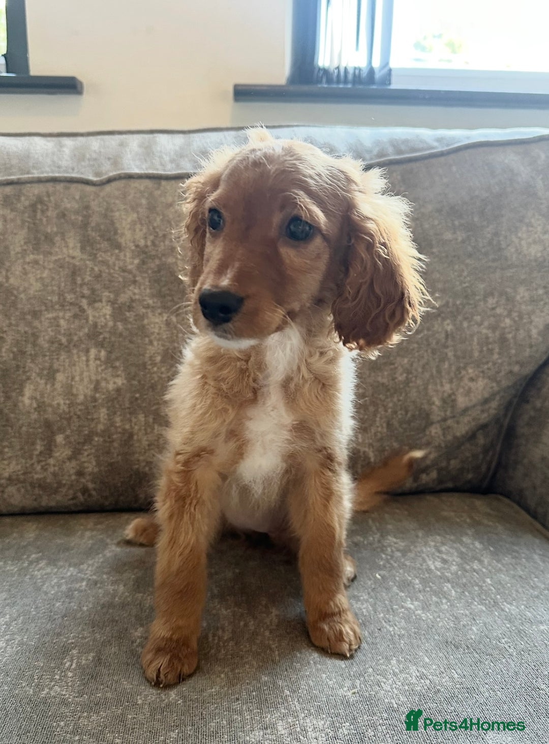 Sprocker dogs for sale: Beautiful spaniel girl   - Advert 13