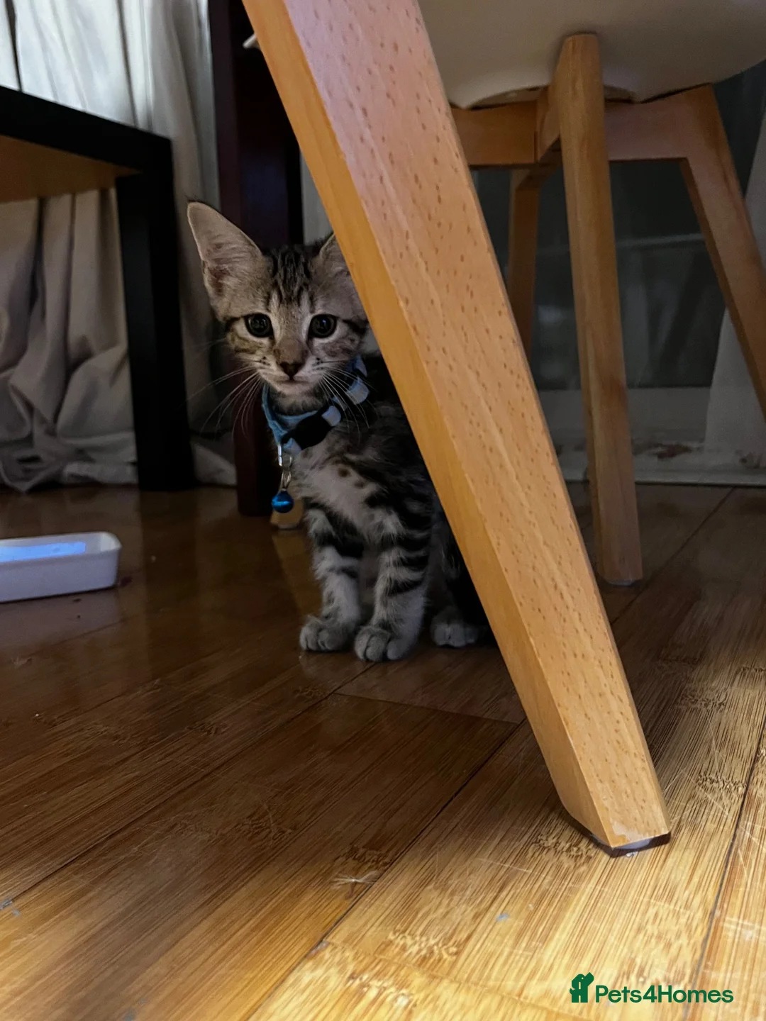 Mixed Breed cats for sale: Mixed breed in London - Advert 1