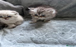 British Shorthair cats for sale: Scottish fold / British short hair  - Image 11