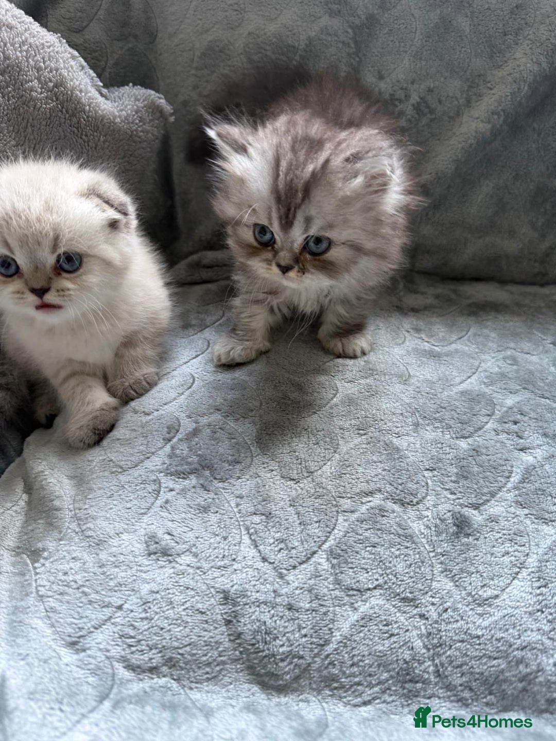 British Shorthair cats for sale: Scottish fold / British short hair  - Image 11