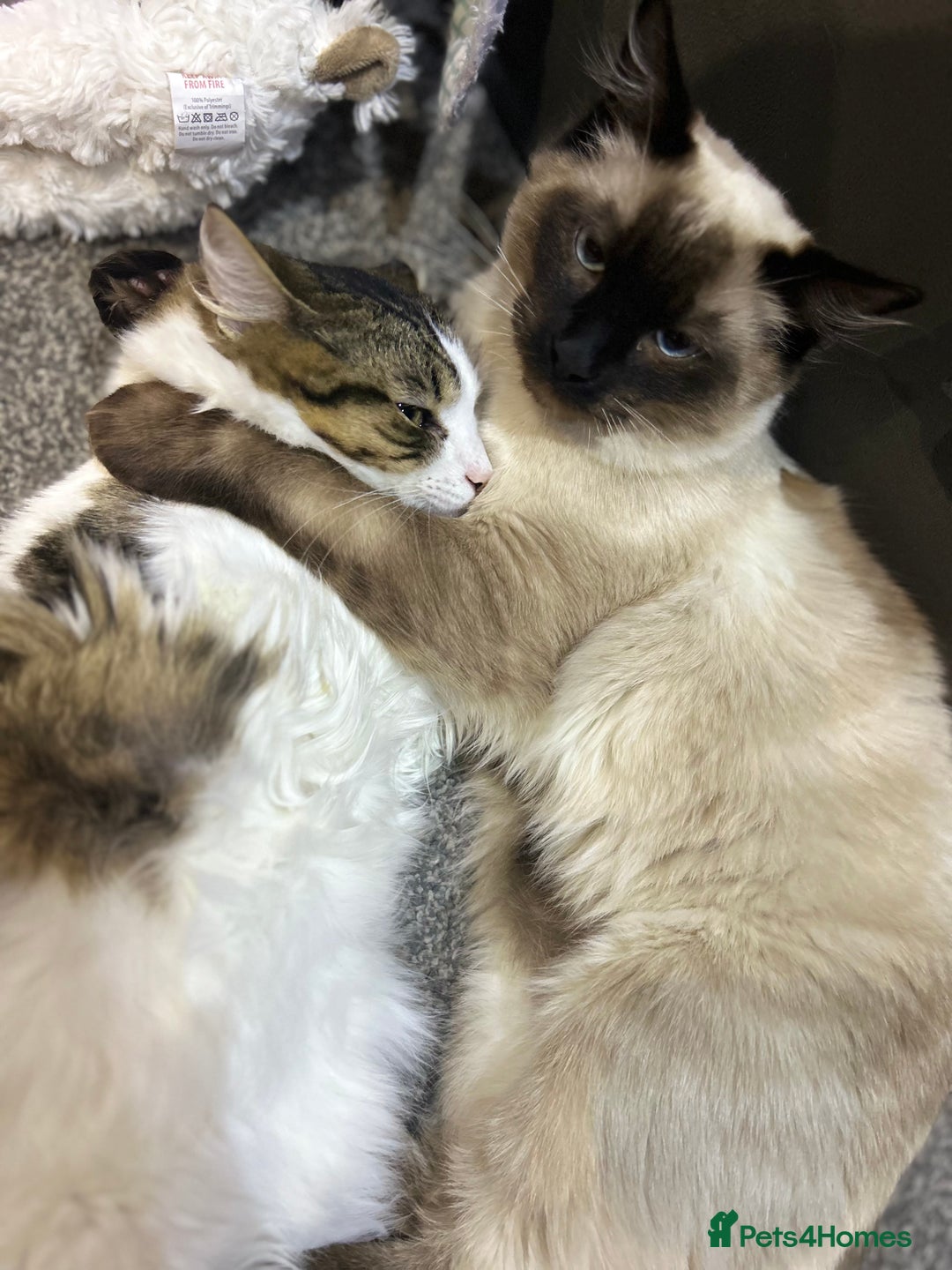 Ragdoll cats for sale: Ragdoll kittens - Image 7