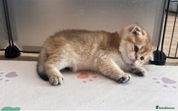 Scottish Fold cats for sale: 🐾Golden Teddy Bears – Ready for Reservation - Image 5