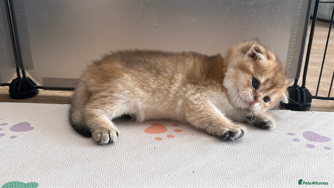 Scottish Fold cats for sale: 🐾Golden Teddy Bears – Ready for Reservation - Image 5