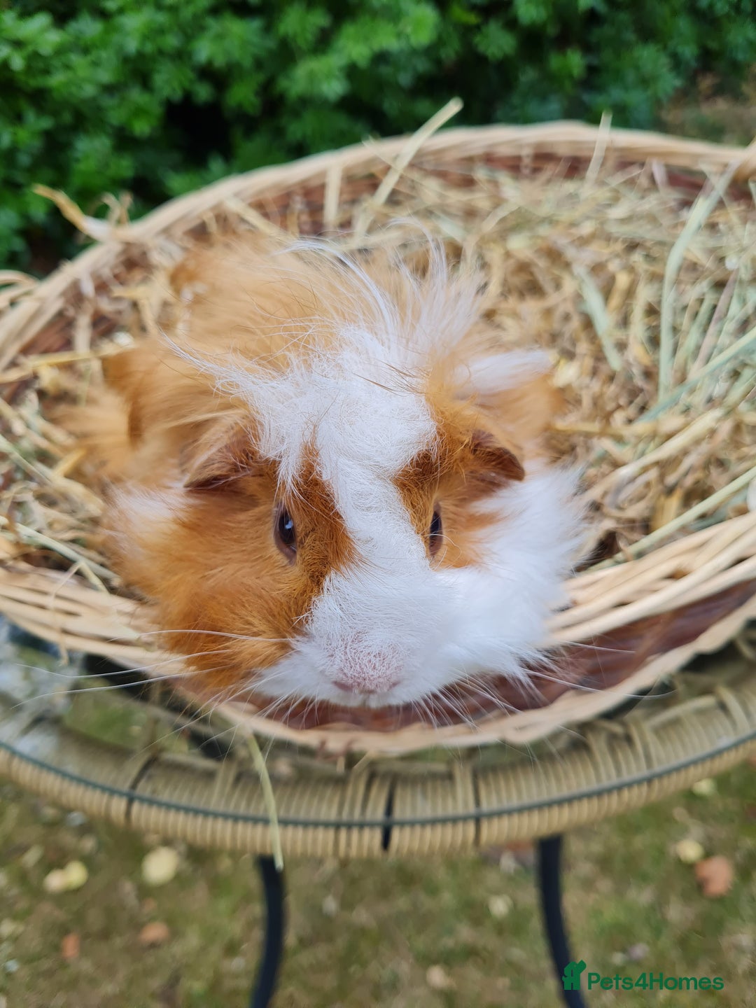 Guinea Pig rodents for sale: Male baby guinea pigs for sale. in Chippenham - Image 3