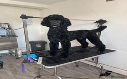 Standard Poodle dogs for sale: Black standard male in Spennymoor - Image 1
