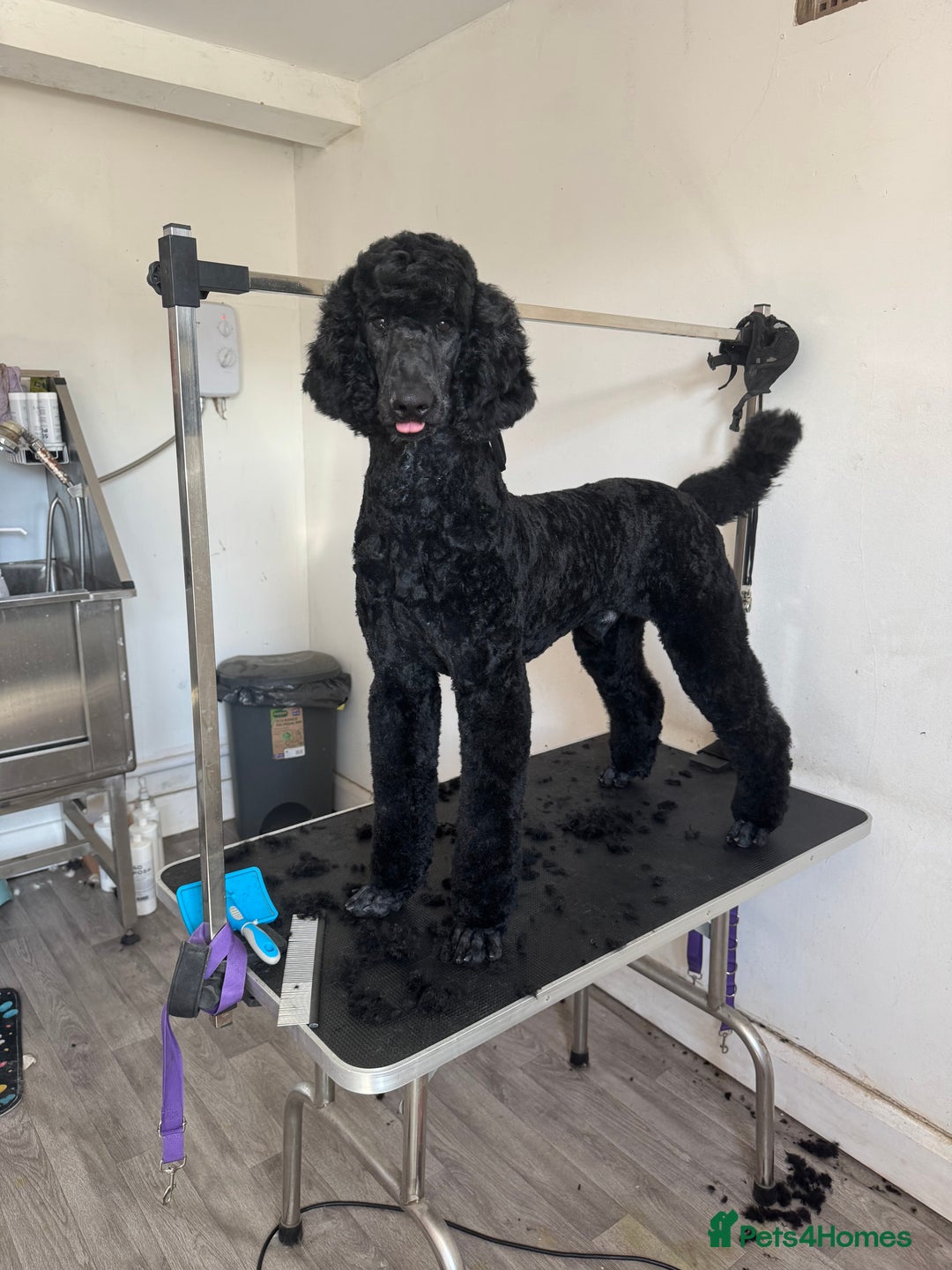 Standard Poodle dogs for sale: Black standard male in Spennymoor - Image 1