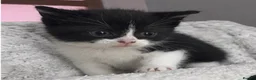 Domestic Shorthair cats for sale: 3 Beautiful Black & White Kittens🐈‍⬛ in Eastbourne - Advert 7