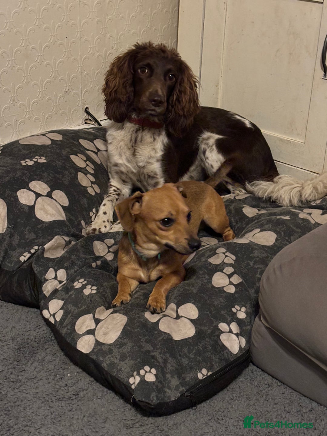 Chiweenie dogs for sale: Beautiful Boy Milo - Advert 3