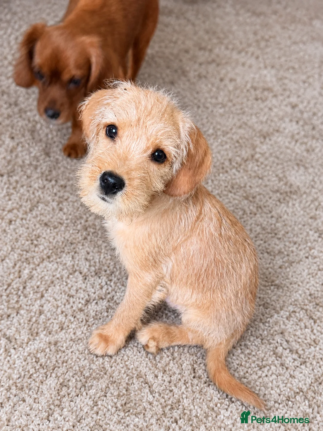 Mixed Breed dogs for sale: Cavapoo cross terrier  in Bristol - Advert 4