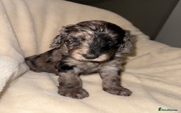 Cockapoo dogs for sale: F1 Cockapoo puppies  - Image 15