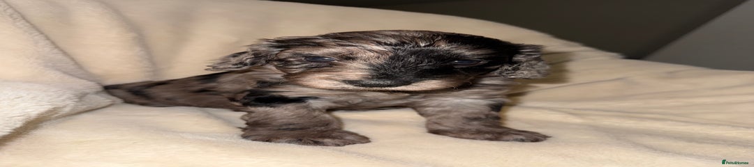 Cockapoo Puppy 10