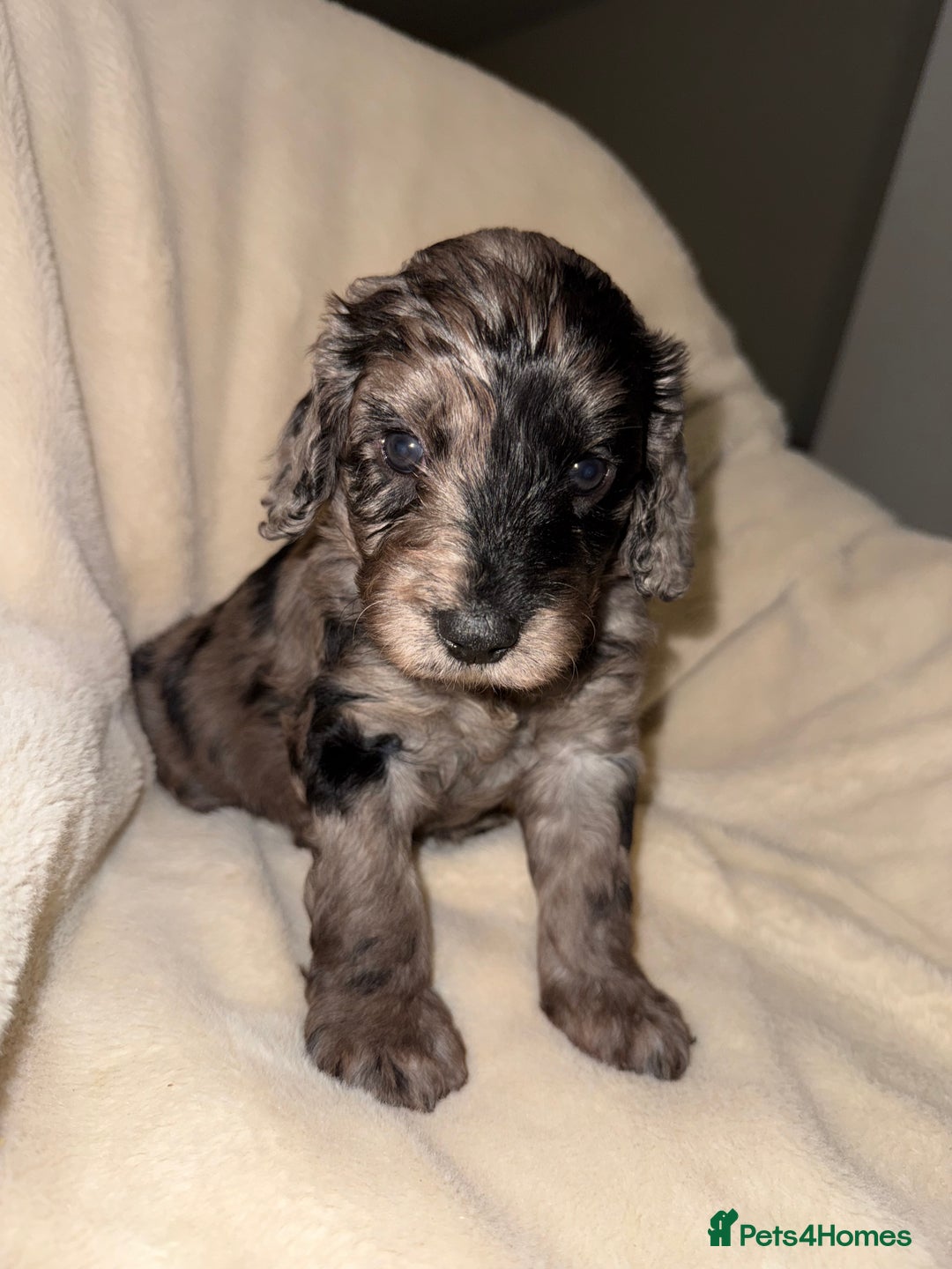 Cockapoo dogs for sale: F1 Cockapoo puppies  - Image 15