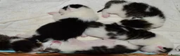 Mixed Breed cats for sale: Beautiful Home-Raised Kittens – Ready at 12 Weeks - Advert 3