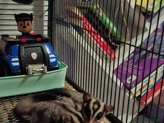 Sugar Glider rodents Two beautiful sugar gliders in Stoke-on-Trent - Advert 2