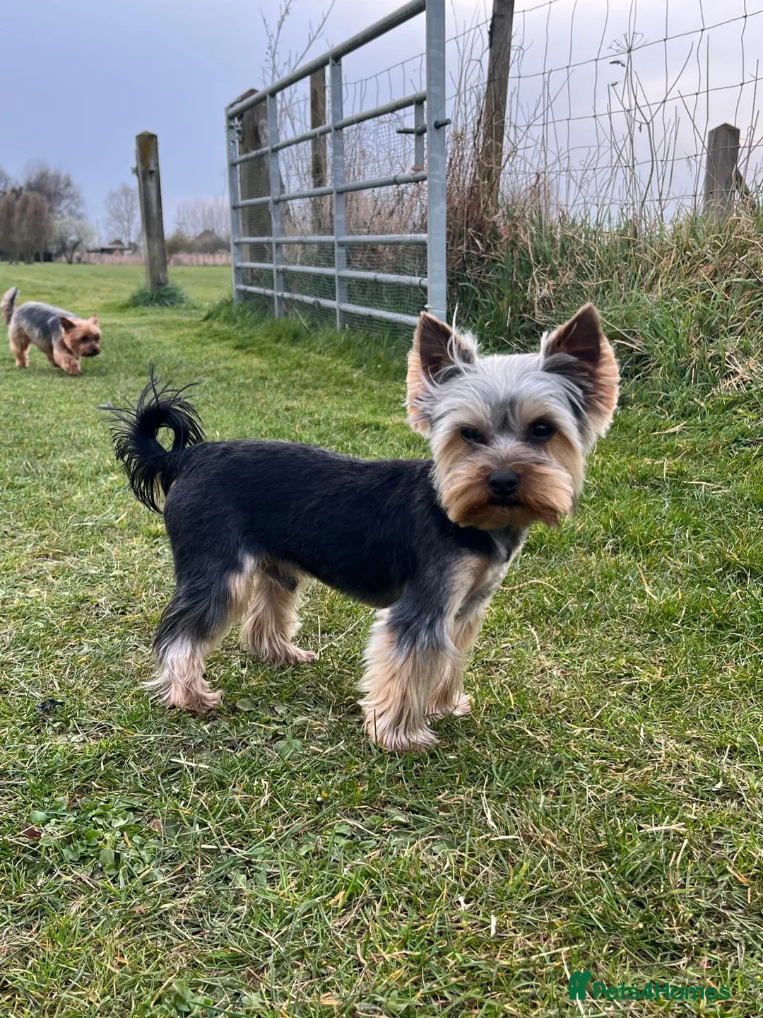 Yorkshire Terrier dogs for sale: KC Registered Yorkshire Terrier Puppies  - Advert 7