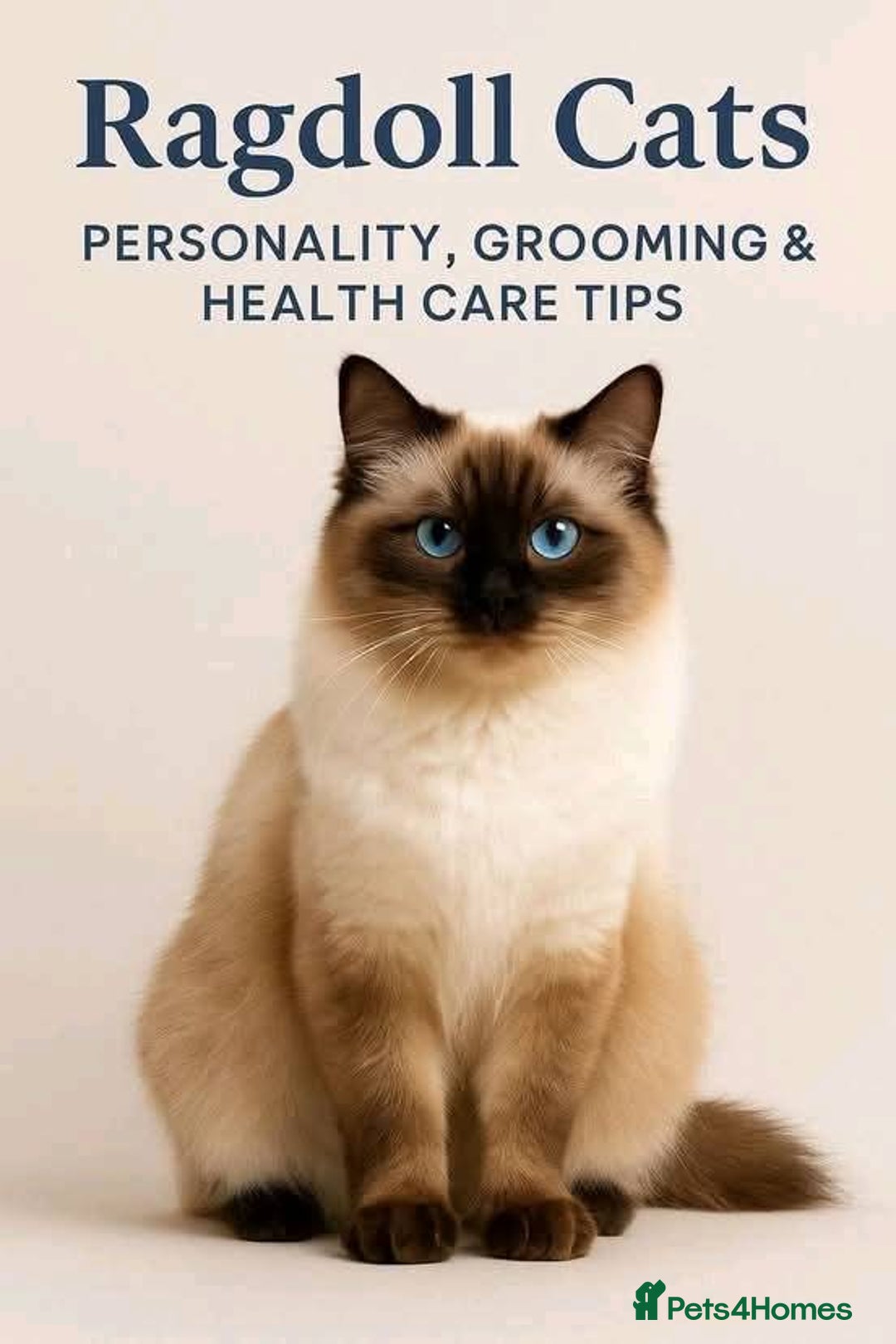 Ragdoll cats for sale: Ragdol KITTENS 😸 ♥️  - Image 22