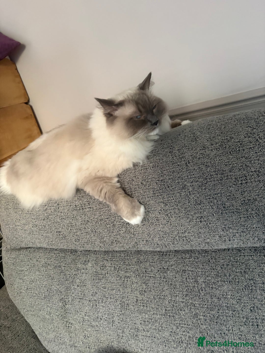 Ragdoll cats for sale: Gorgeous Ragdoll bonded Brothers - Advert 2