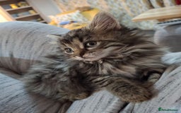 Ragdoll cats for sale: Beautiful Bengal/Ragdoll Male Kitten - Image 6