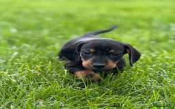 Dachshund dogs for sale: Beautiful KC smooth haired dachshund puppies  - Image 8