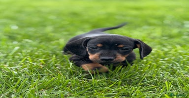 Dachshund dogs - Advert 15