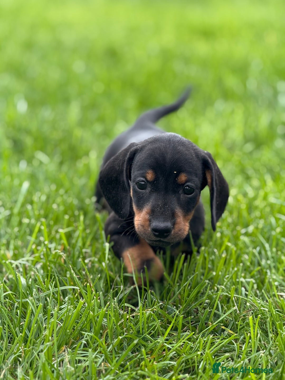 Dachshund dogs for sale: Beautiful KC smooth haired dachshund puppies  - Image 8