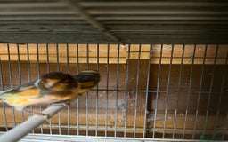 Canaries birds for sale: Coloured Canaries - This Year’s, Top Condition - Image 2