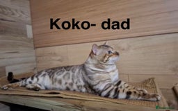 Bengal cats for sale: Snow lynx point bengal kittens  - Image 10