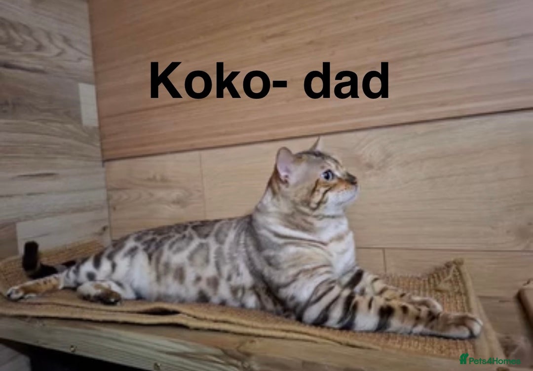 Bengal cats for sale: Snow lynx point bengal kittens  - Image 10