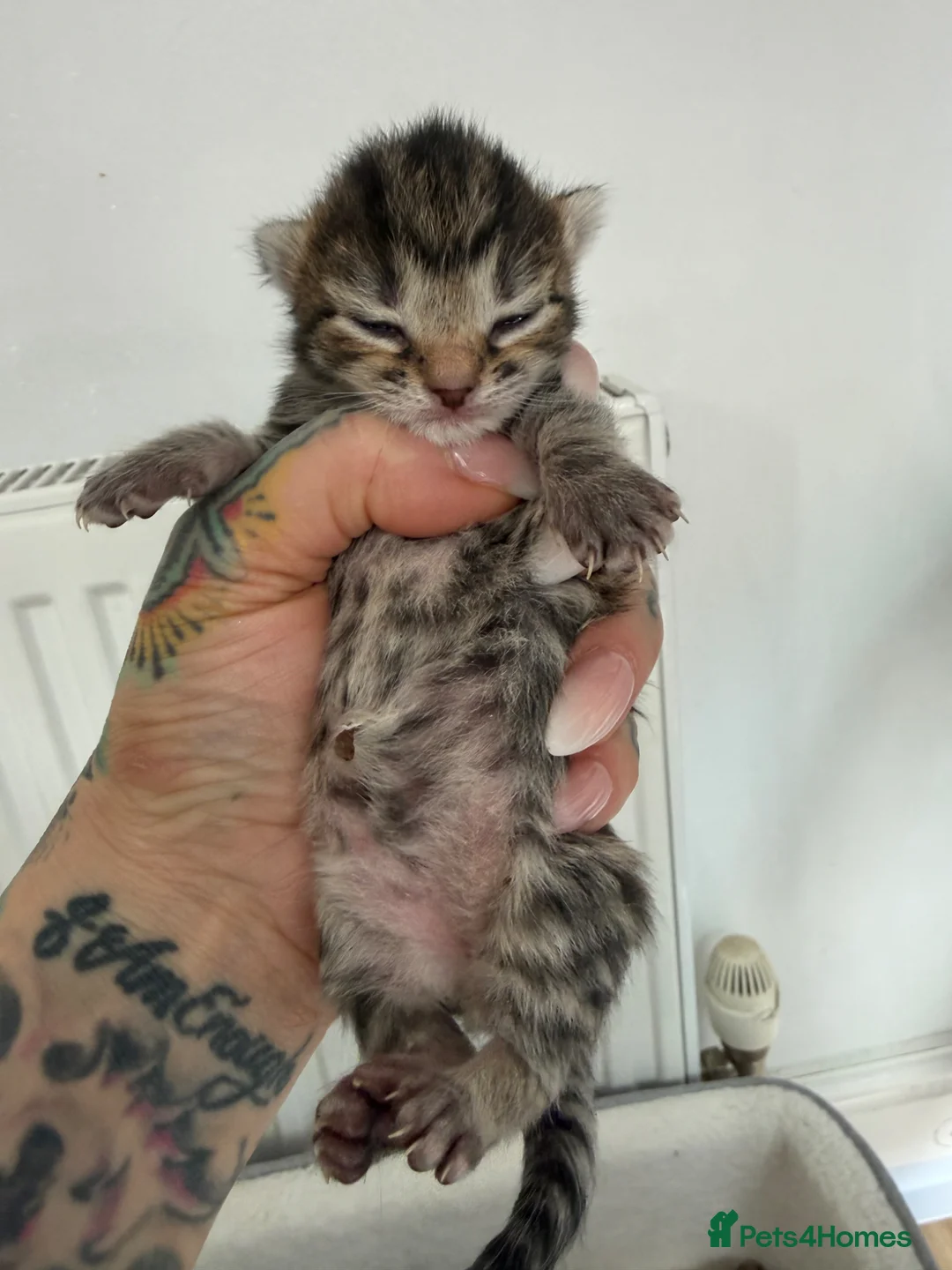 British Longhair cats for sale: Half ragdoll half British long haired kittens  - Advert 2
