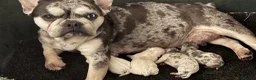 Mixed Breed dogs for sale: Chihuahua x puppies  in Tilbury - Advert 7