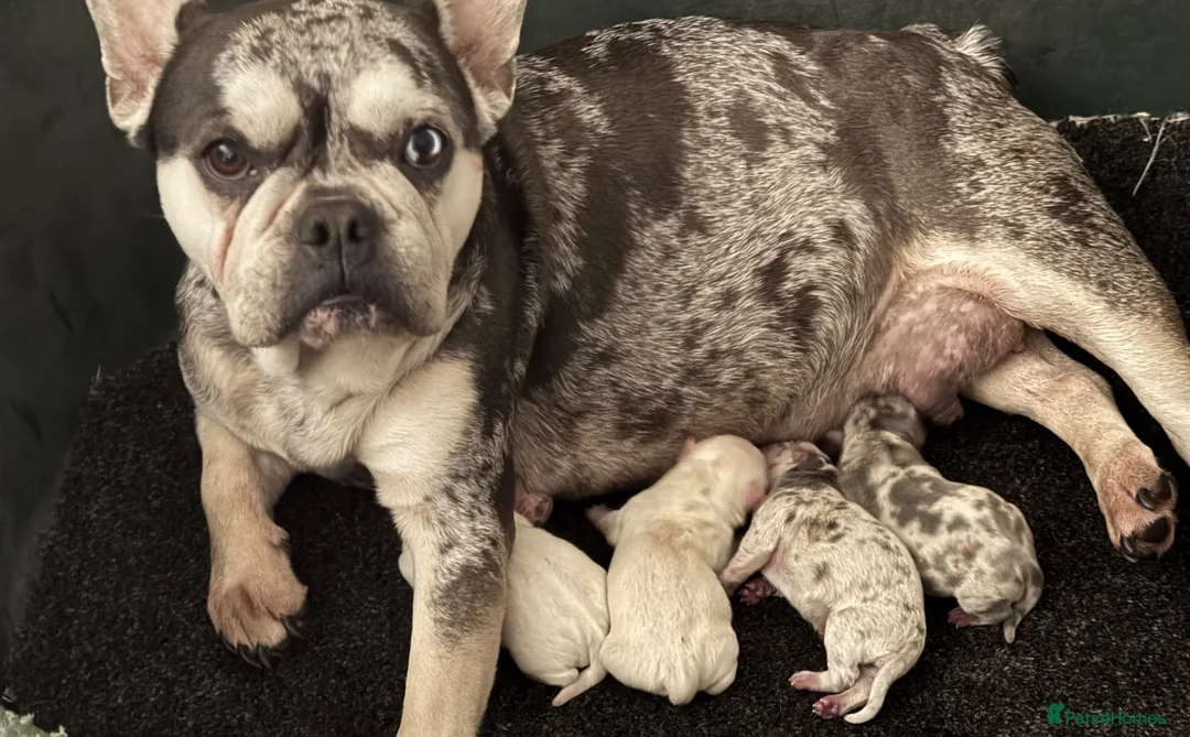 Mixed Breed dogs for sale: Chihuahua x puppies  in Tilbury - Advert 7