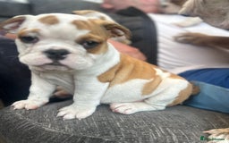English Bulldog dogs for sale: English bulldogs  - Image 20