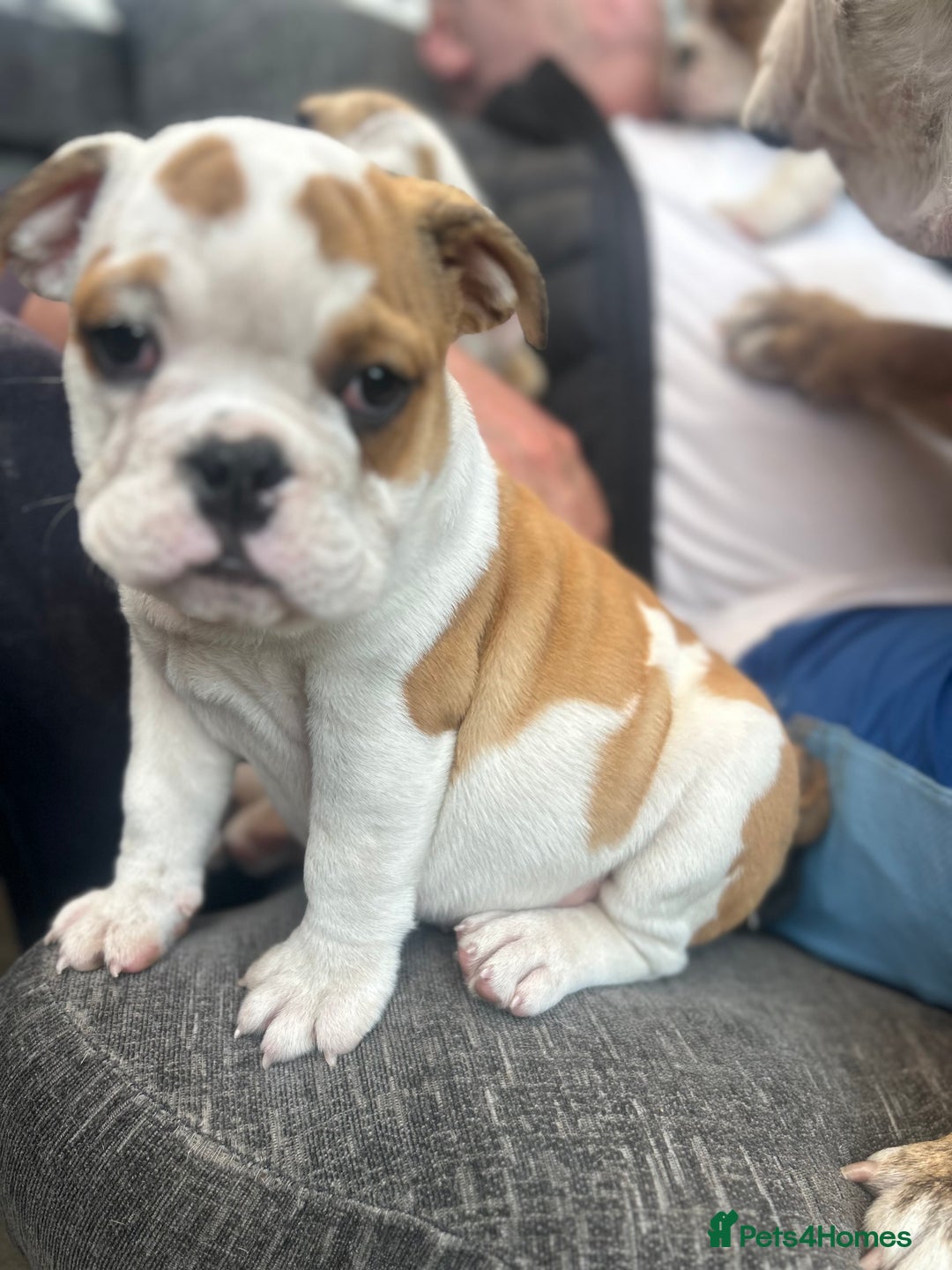 English Bulldog dogs for sale: English bulldogs  - Image 20