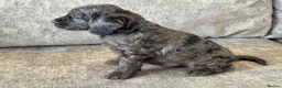 Cockapoo dogs for sale: MERL & CHOCOLATE F1COCKERPOOS HEALTH TESTED PARENT - Advert 22