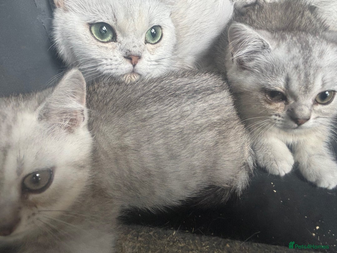 British Shorthair cats for sale: 1 BSH colour point & 4 rainbow BSH Chinchillas - Image 5