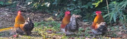 Chickens poultry for sale: Bantam Roosters x3 in Droitwich - Advert 3