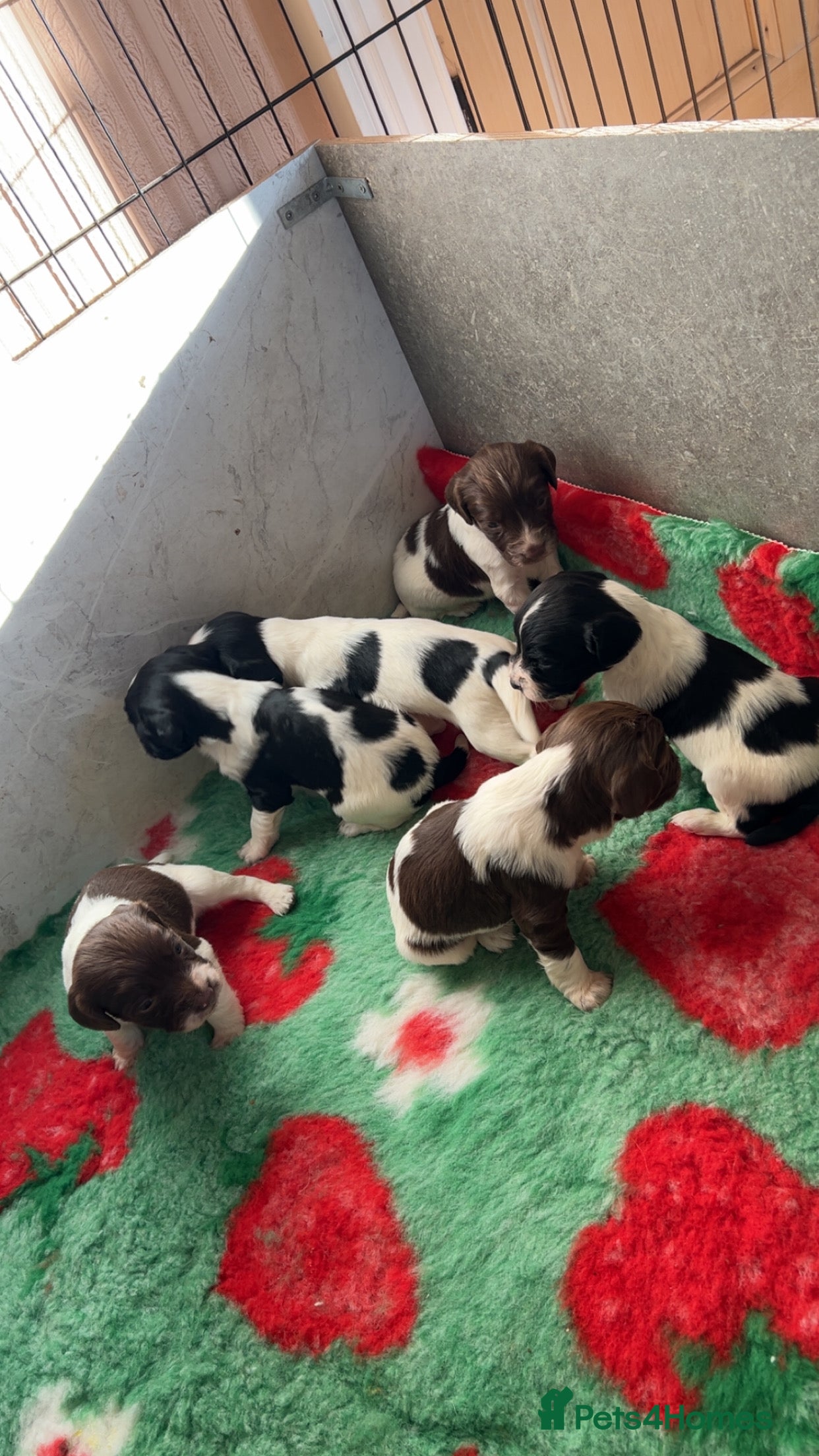 English Springer Spaniel dogs Lovely ESS Litter Due - Advert 5