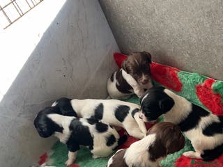 English Springer Spaniel dogs Lovely ESS Litter Due - Advert 3