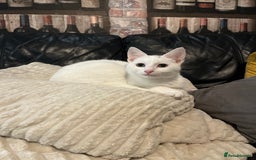 Mixed Breed cats for sale: Urgent re homing - Image 1