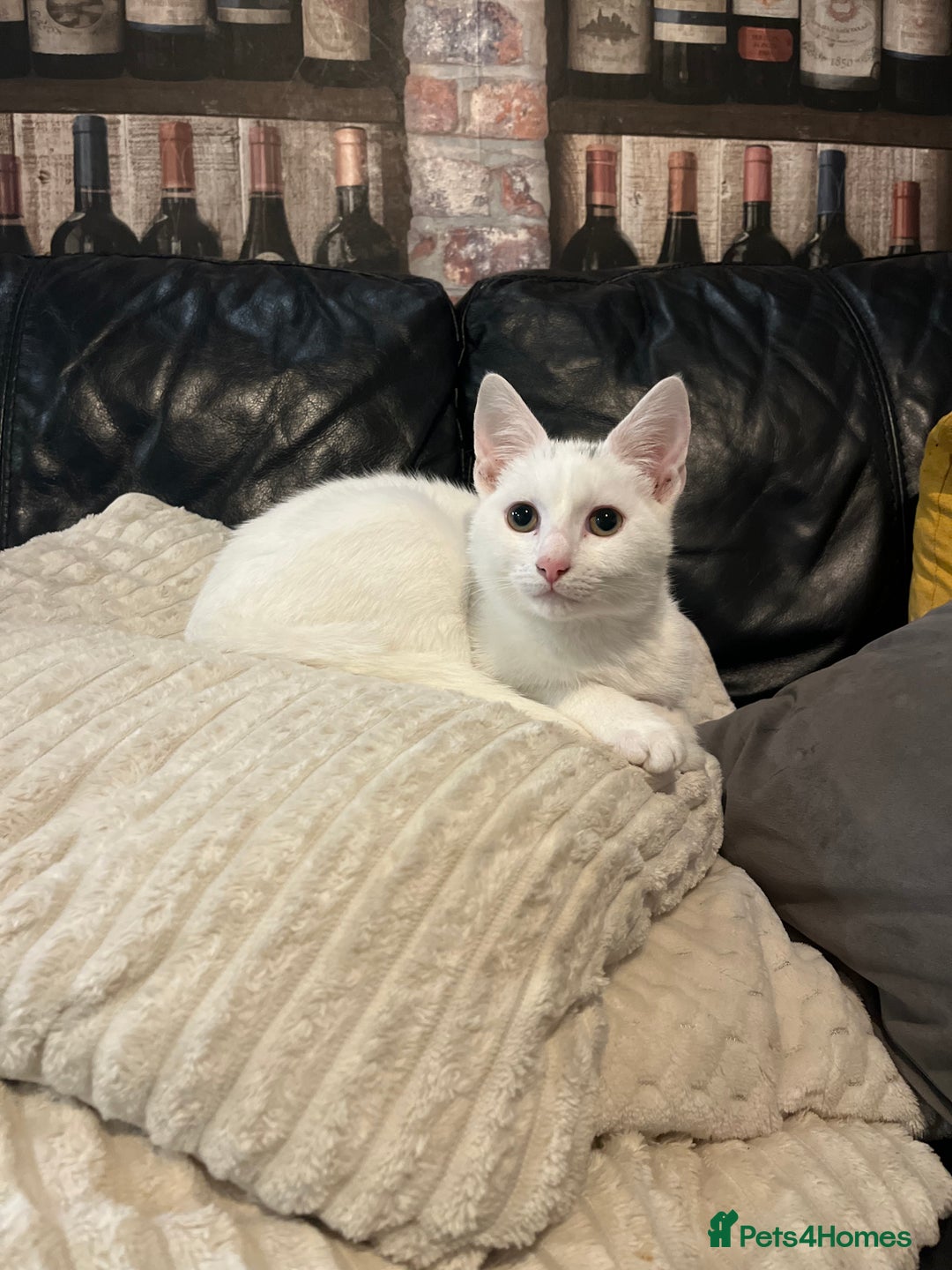 Mixed Breed cats for sale: Urgent re homing - Image 1